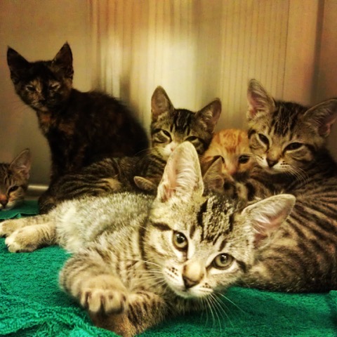 Multiple Kittens